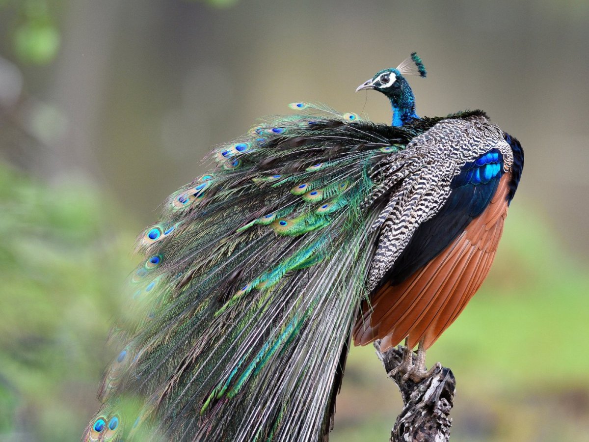 Павлин индийский обыкновенный