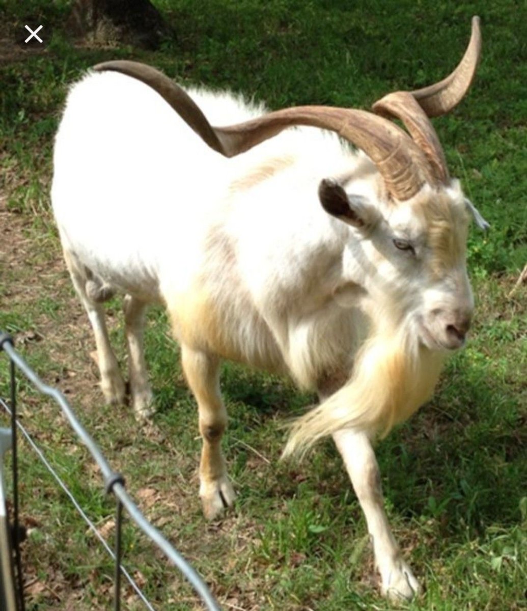 Зааненские козлята