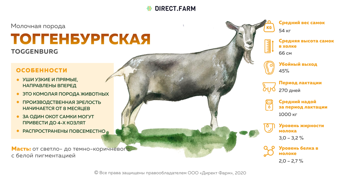 Зааненская порода коз продуктивность