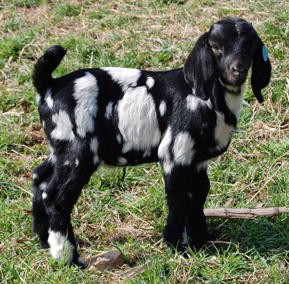 Камерунские козы