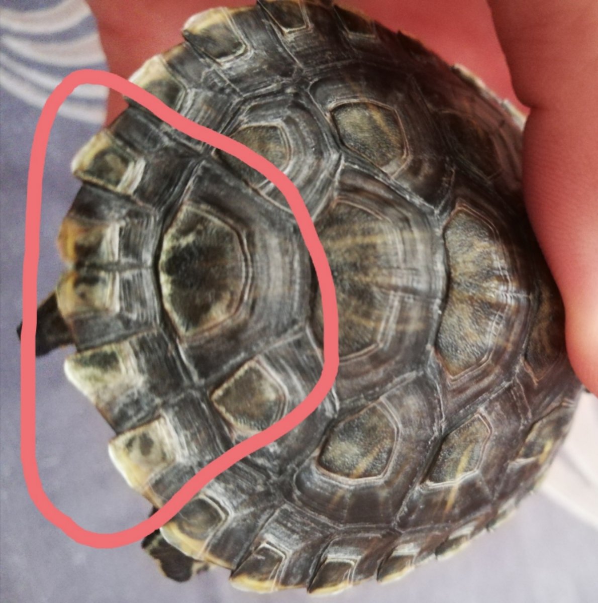 Красноухая черепаха подвиды