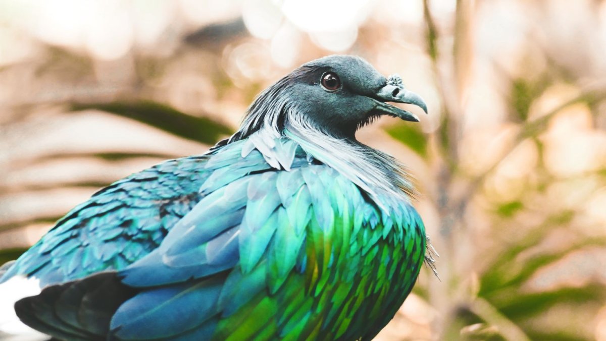 Опоясанный Пегий Зимородок