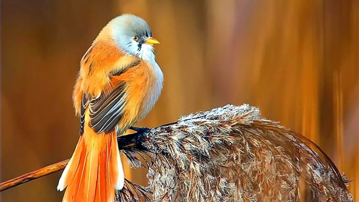 Красная птица