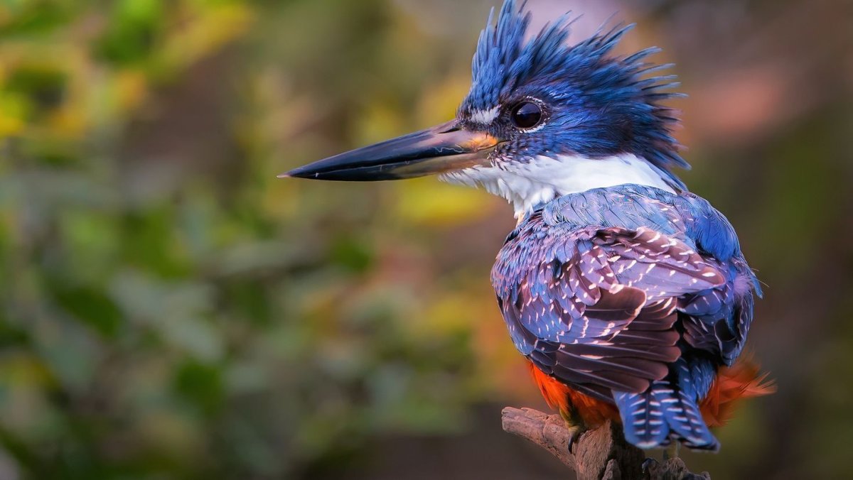 Сизоворонка птенцы