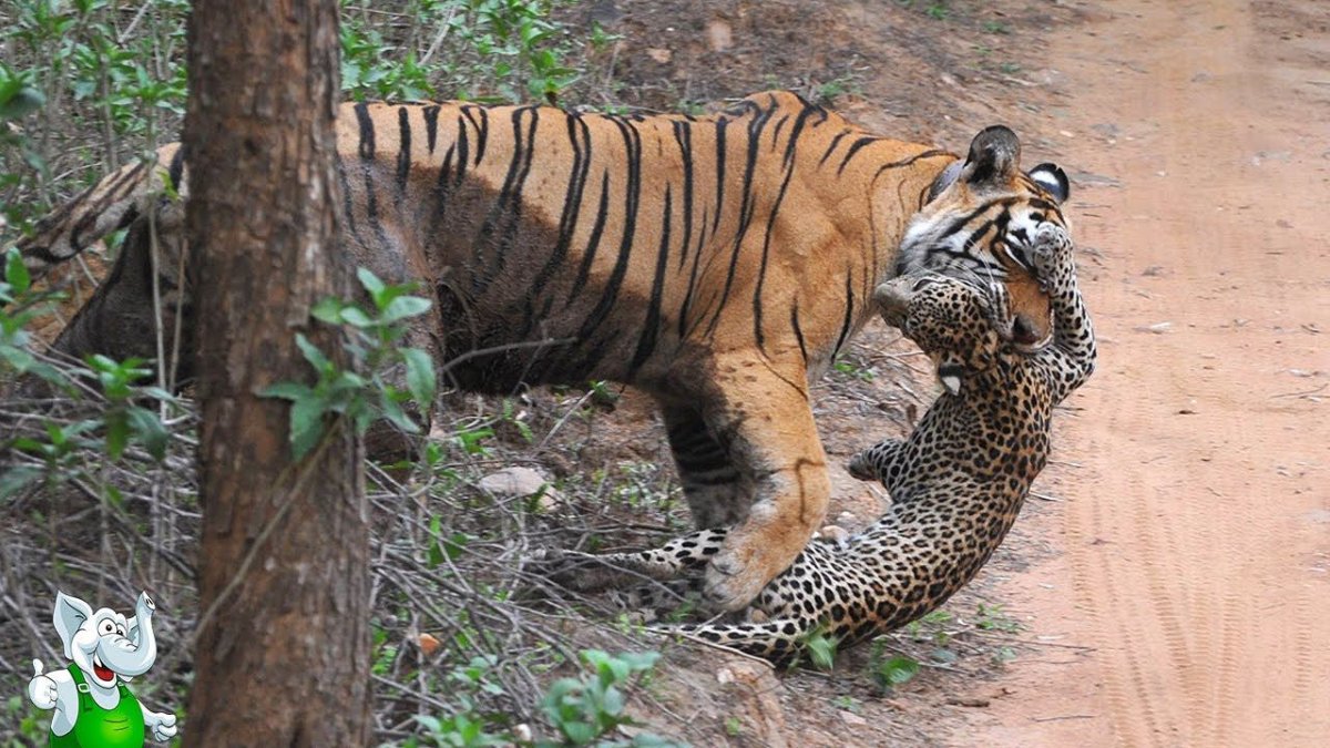 Тигр против леопарда