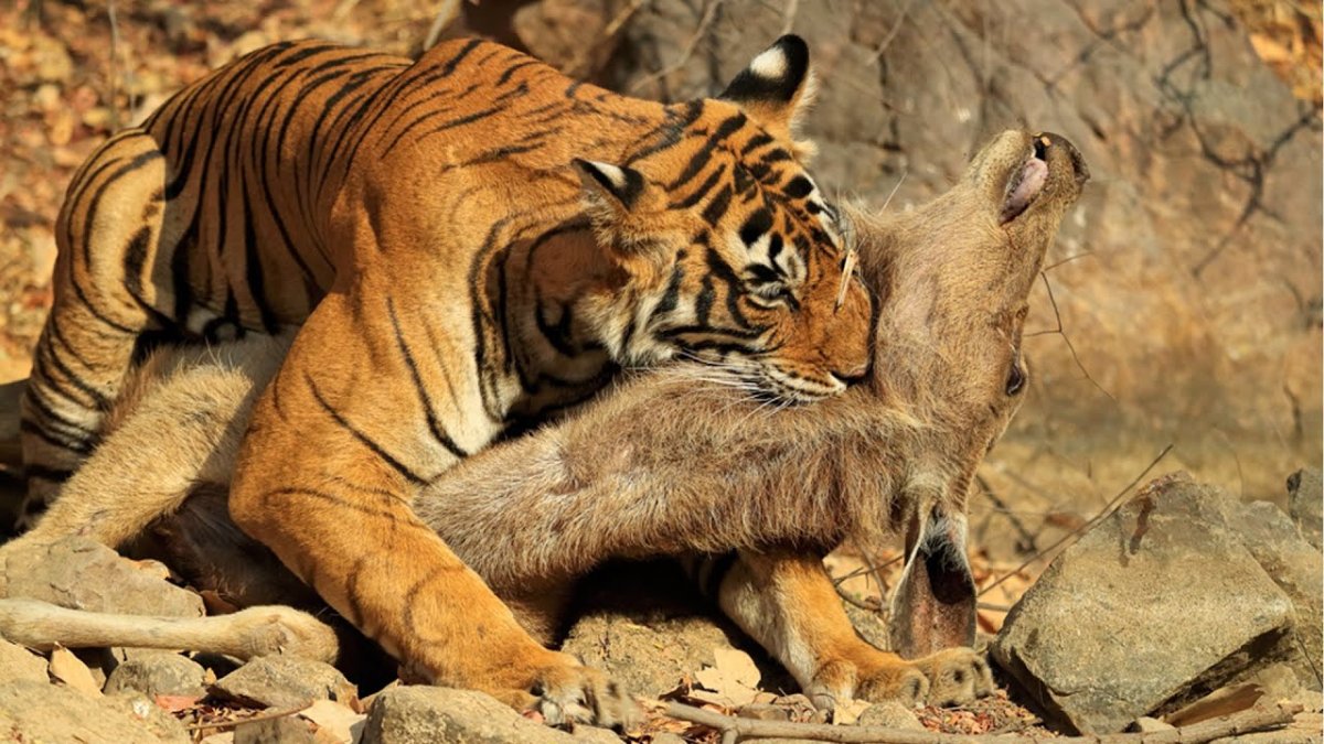 Тигр охотится на крокодила