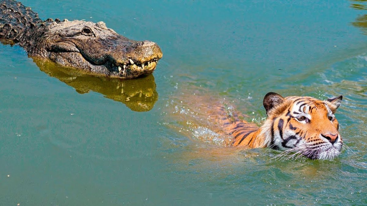 Бразилия Ягуар против крокодила