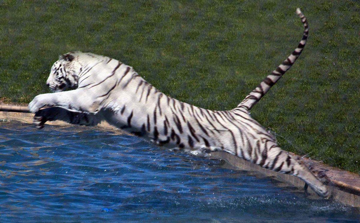 Охота ягуара на крокодила