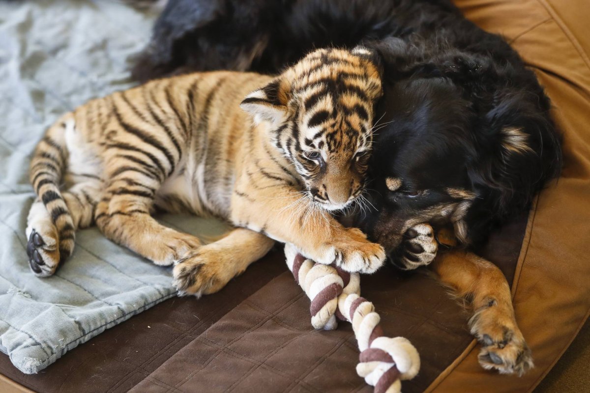 Бенгальский тигр на охоте