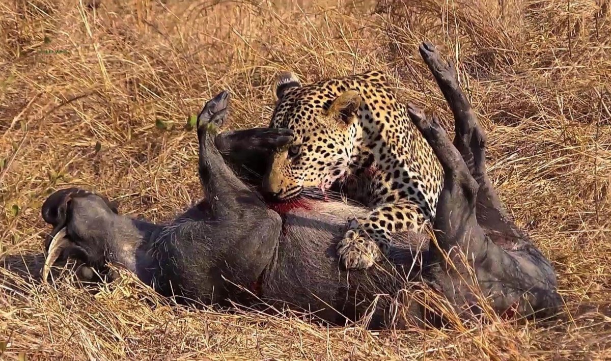 Тигры брачный период