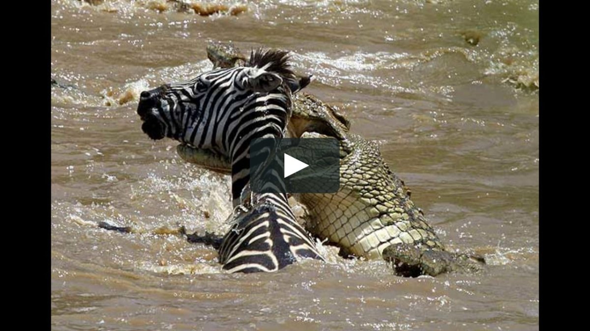 Медведь губач против тигра