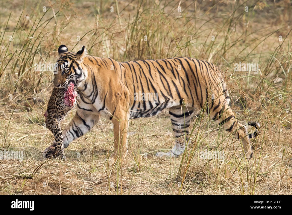 Леопард против тигра