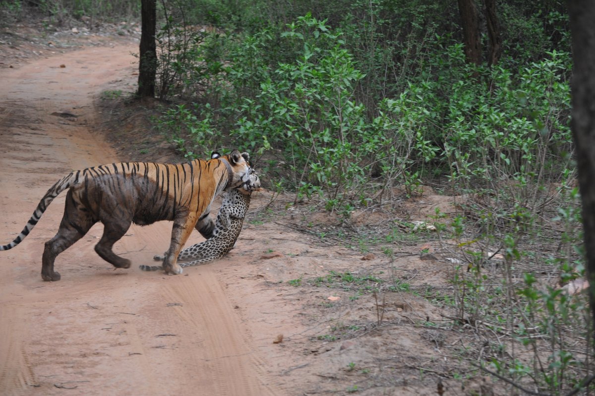 Фурри Блотч тигр