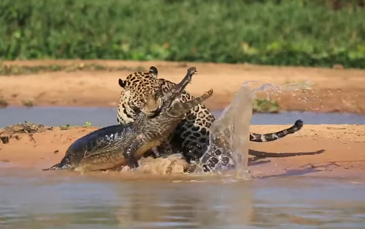 Ягуар против каймана
