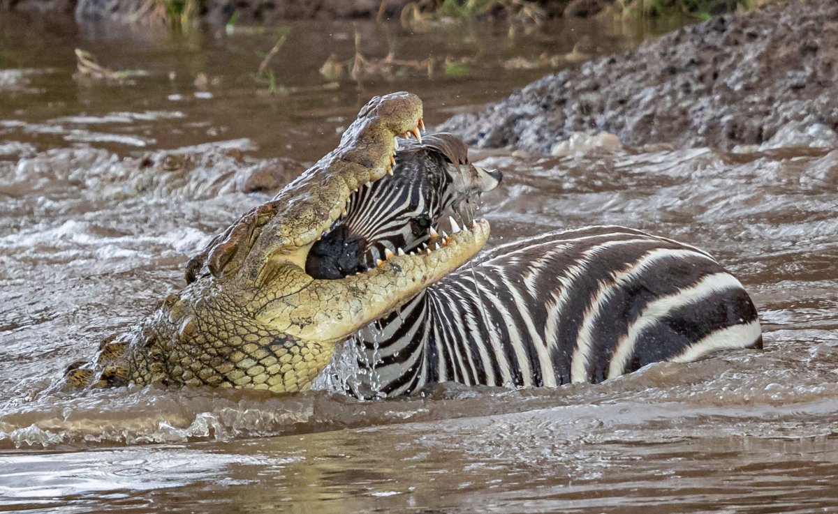 Борьба животных в дикой природе