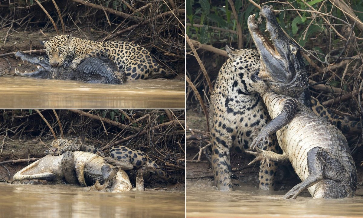 Леопард против анаконды