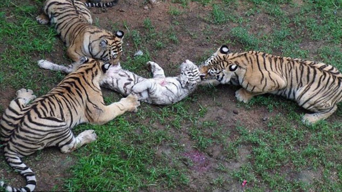 Бенгальский тигр на охоте