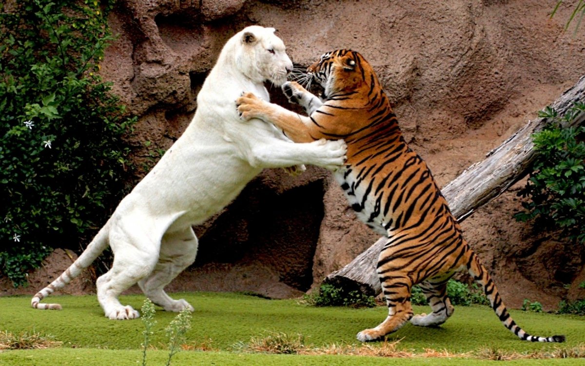 Семейство кошачьих арт