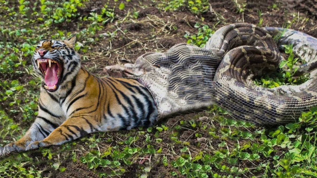 Ягуары львы тигры