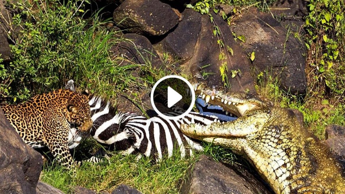 Схватка тигров