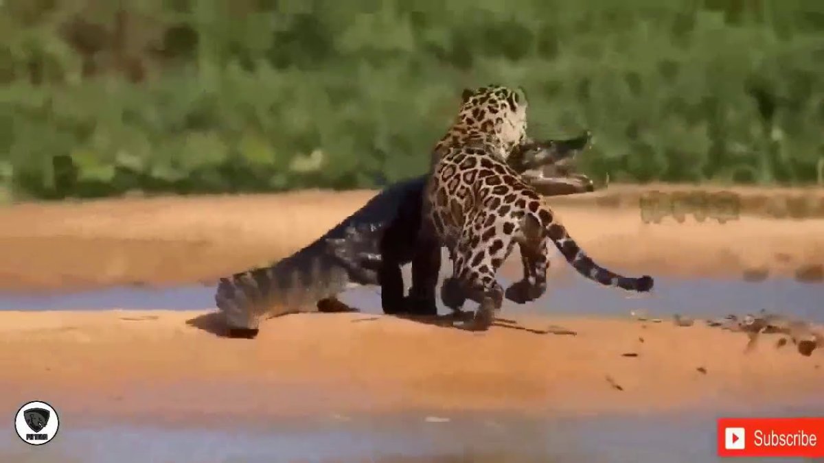 Нильский крокодил охота