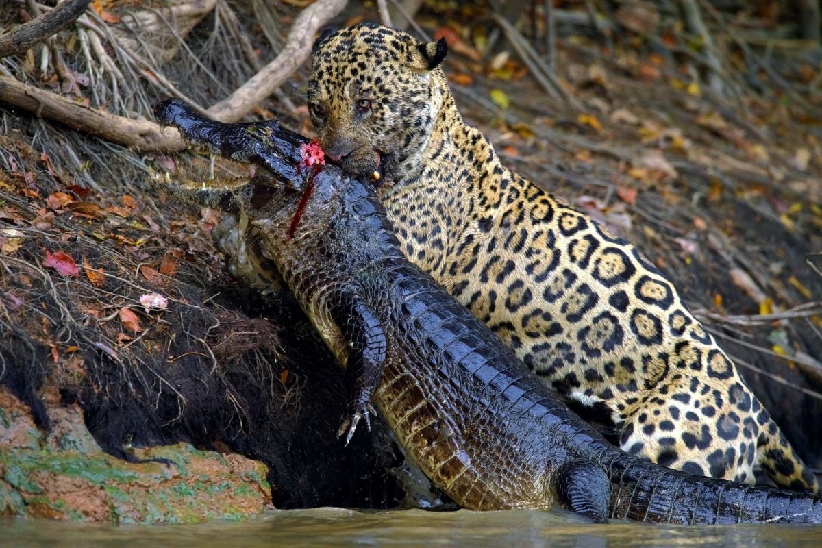 Охота тигра на животных