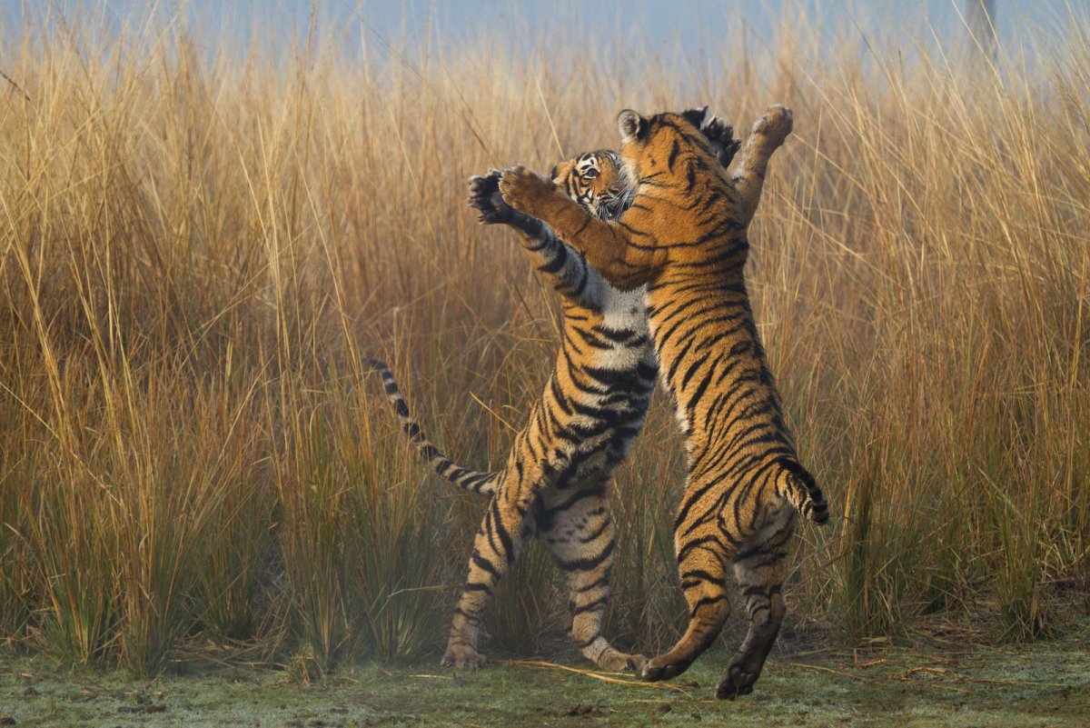 Прикольный тигр