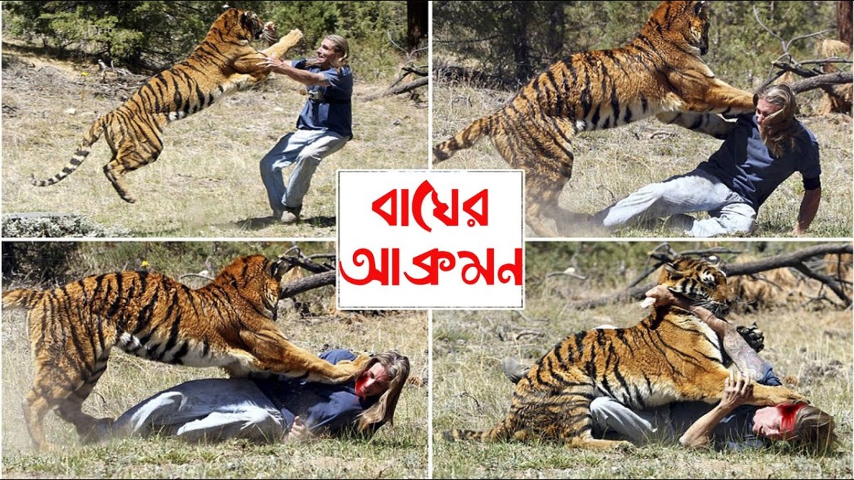 Битва тигра