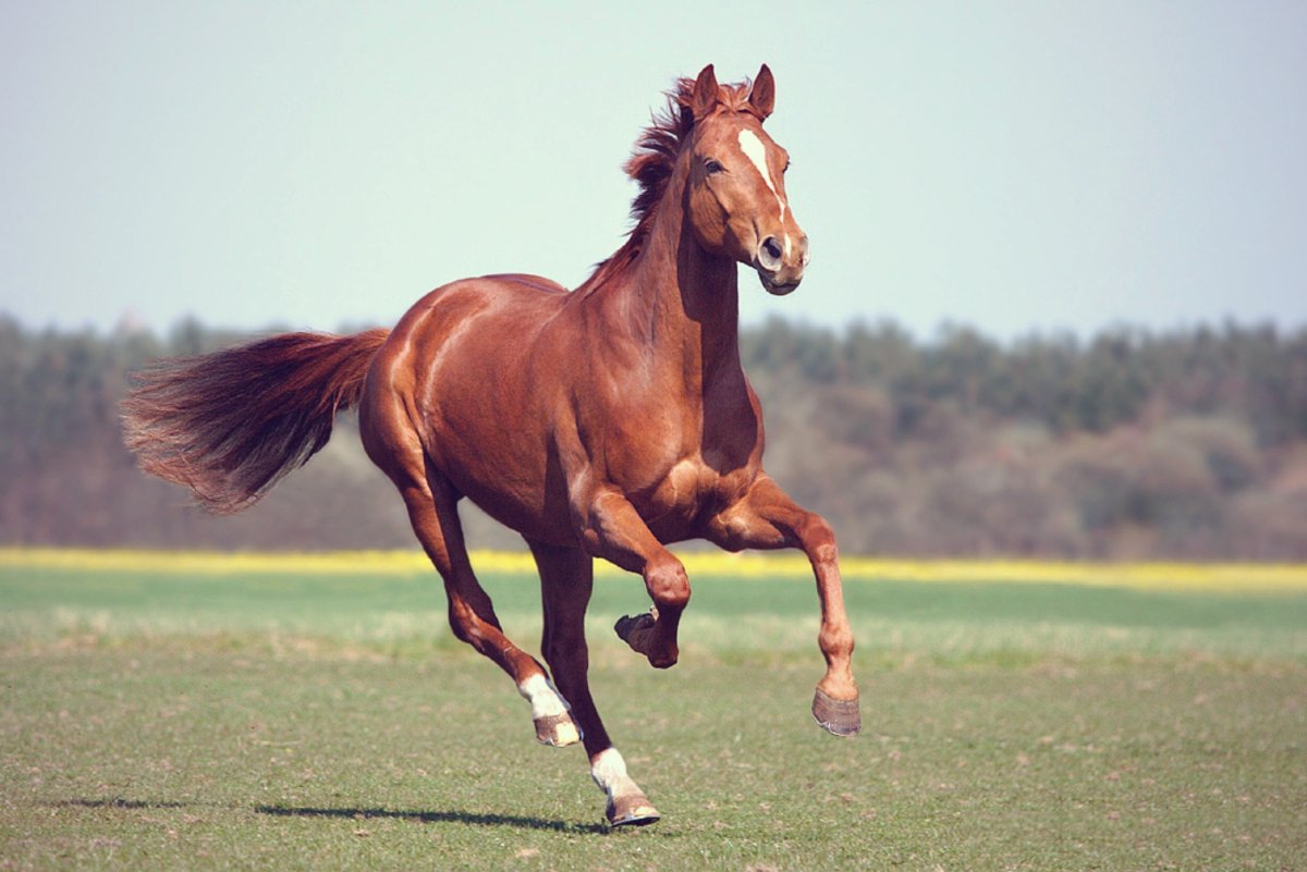 Лошадь скачет галопом