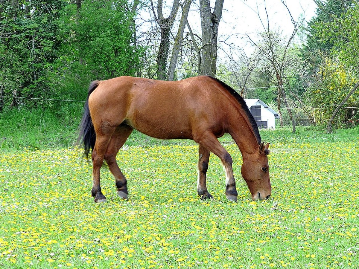 Лошадь с боку