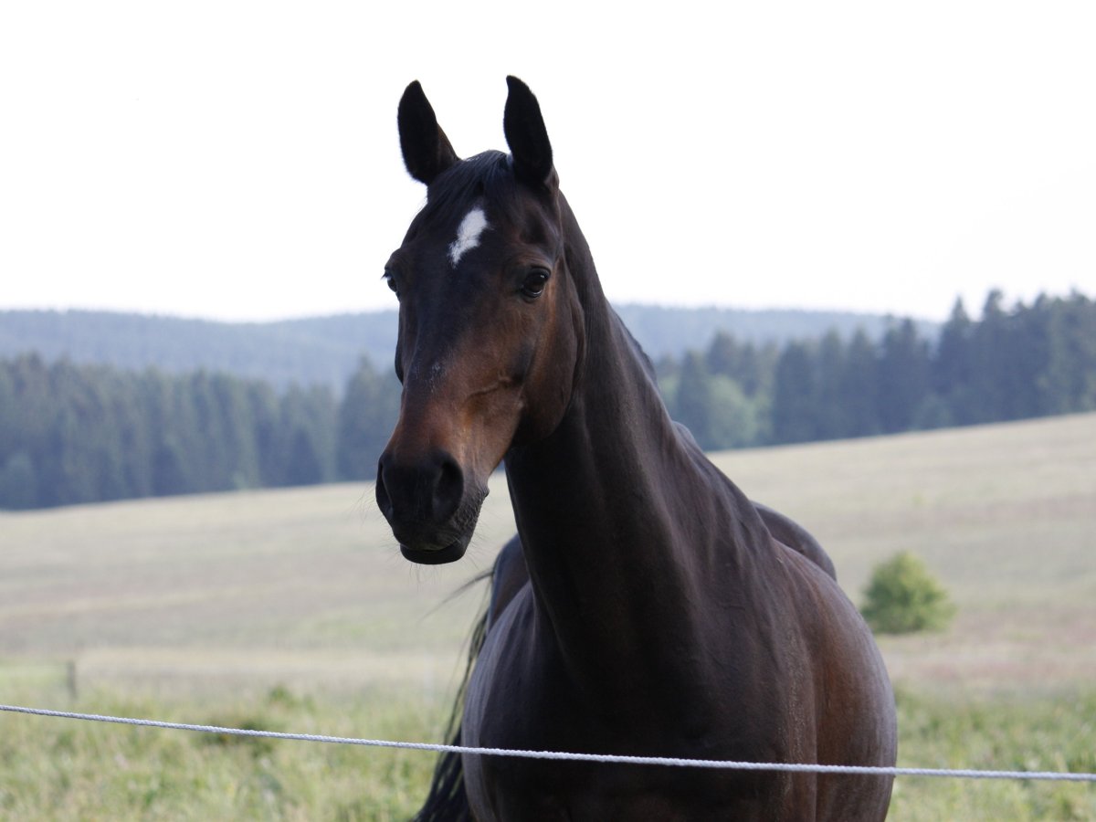 Лошадь вид спереди