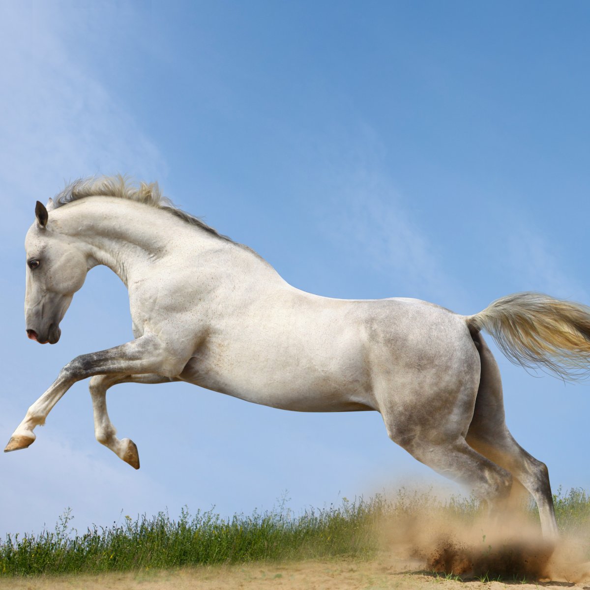 Лошадь в прыжке