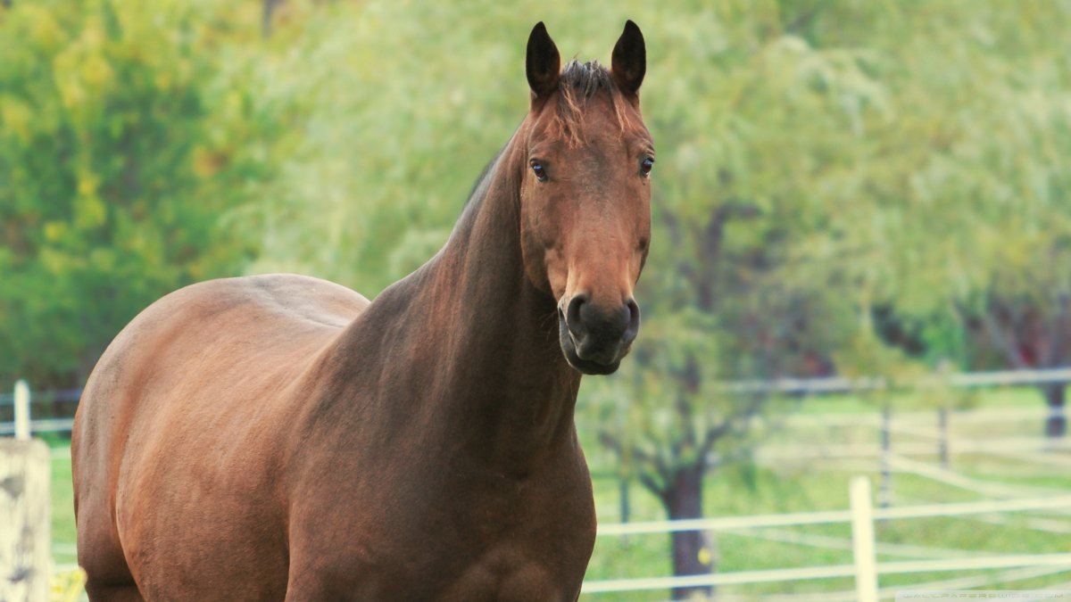 Дикий гнедой Мустанг