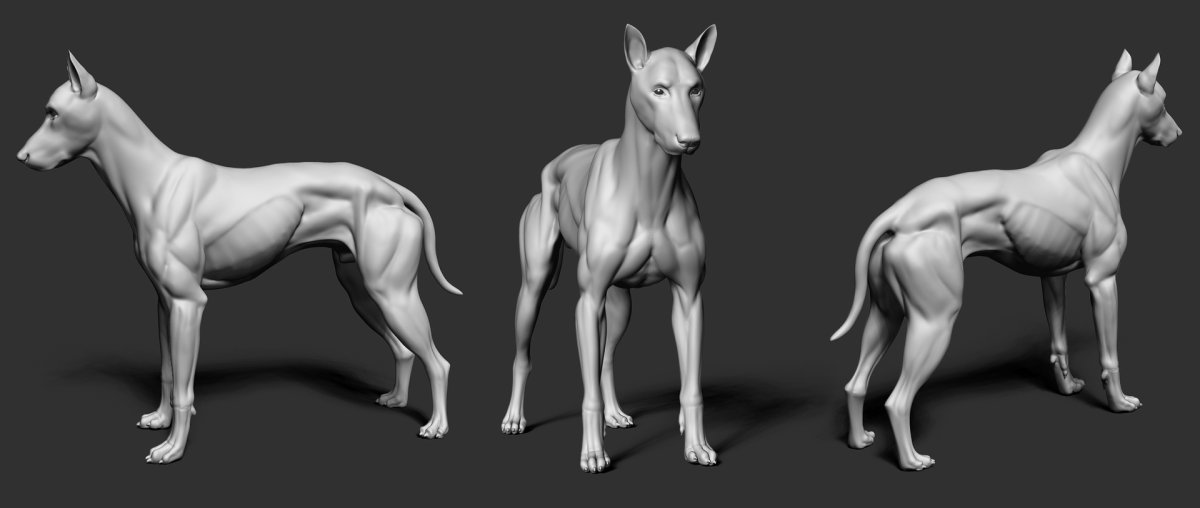 Доберман референс анатомия