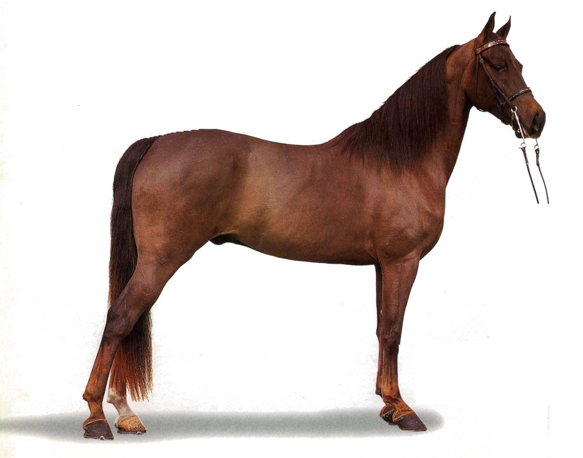 Лошадь для детей на белом фоне