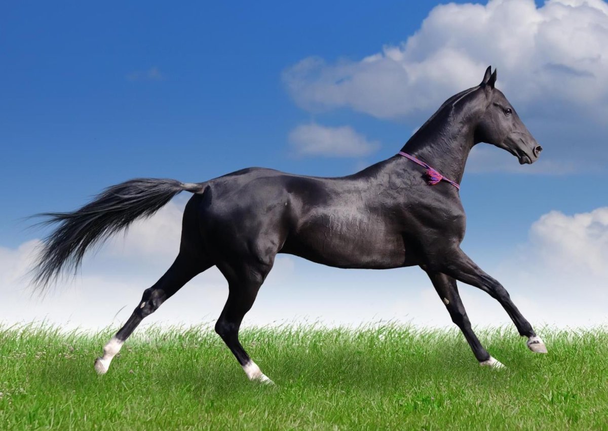 Вороной ахалтекинец