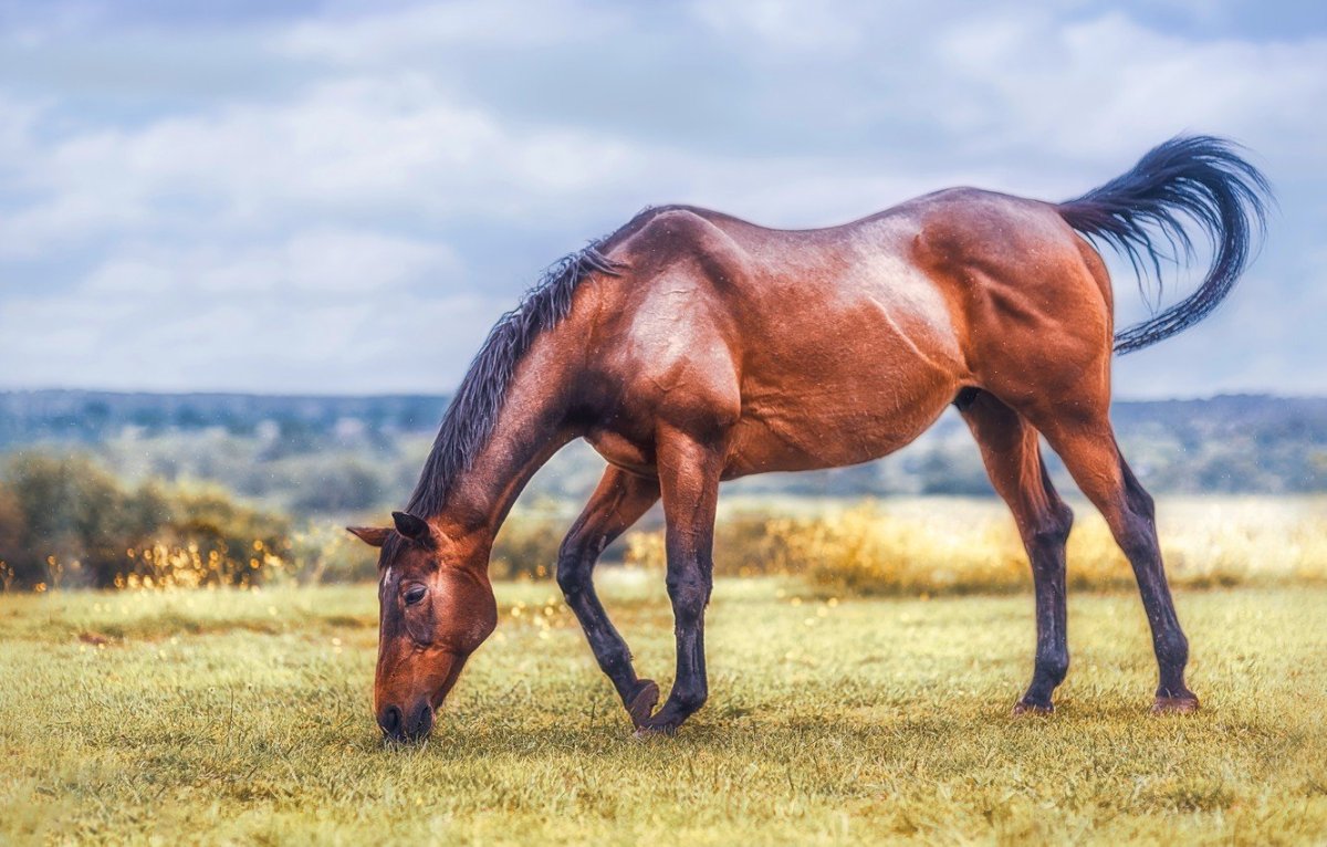 Ахалтекинская лошадь