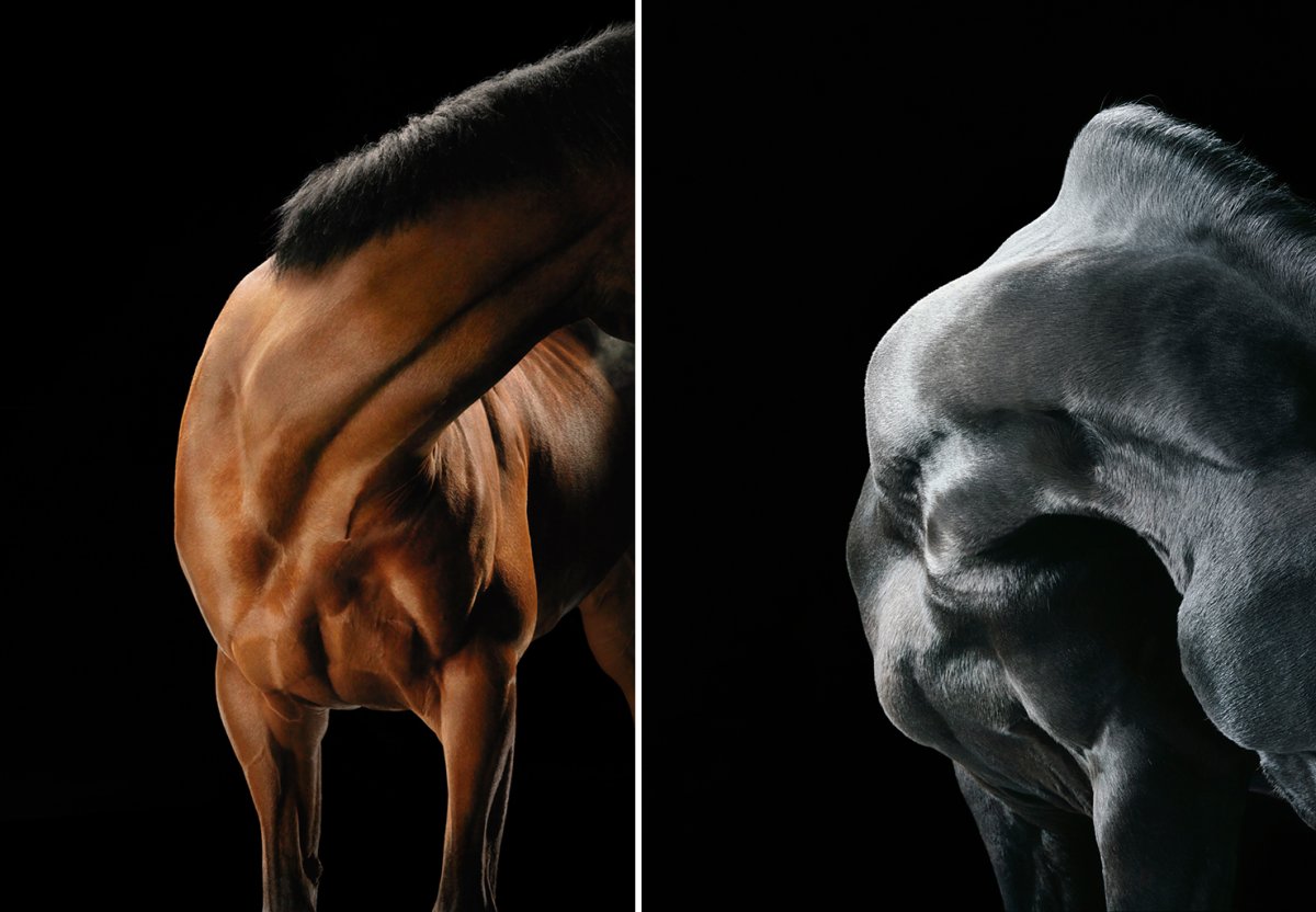 Тим Флэк фотографии лошадей