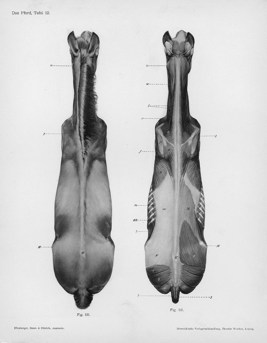Лошадь вид сверху