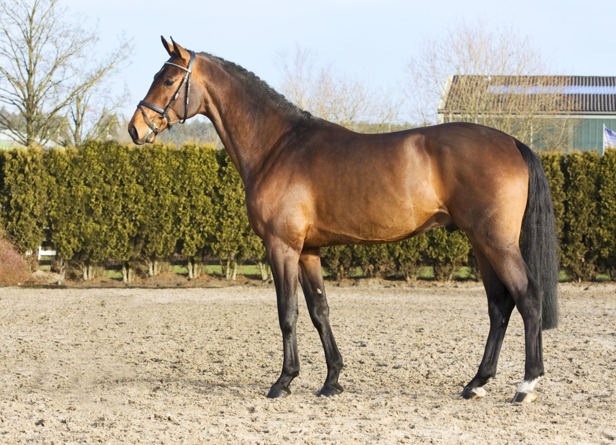 Кливлендская гнедая