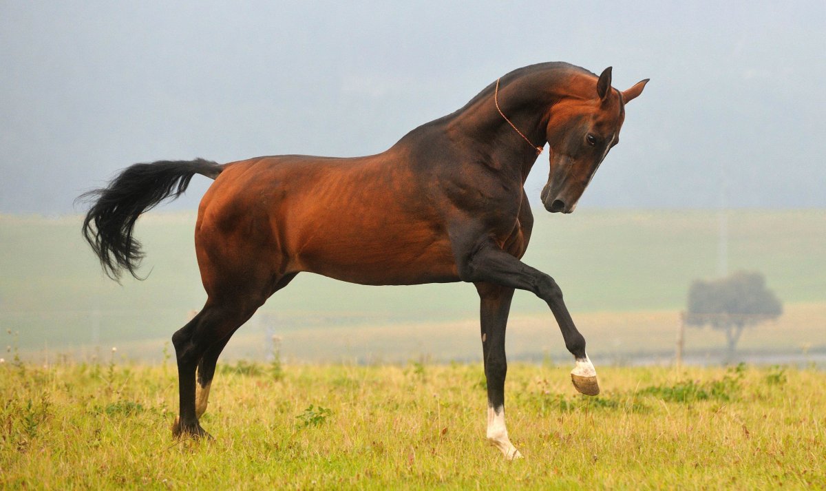 Караковый ахалтекинец