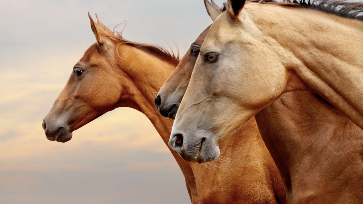 Портрет лошади