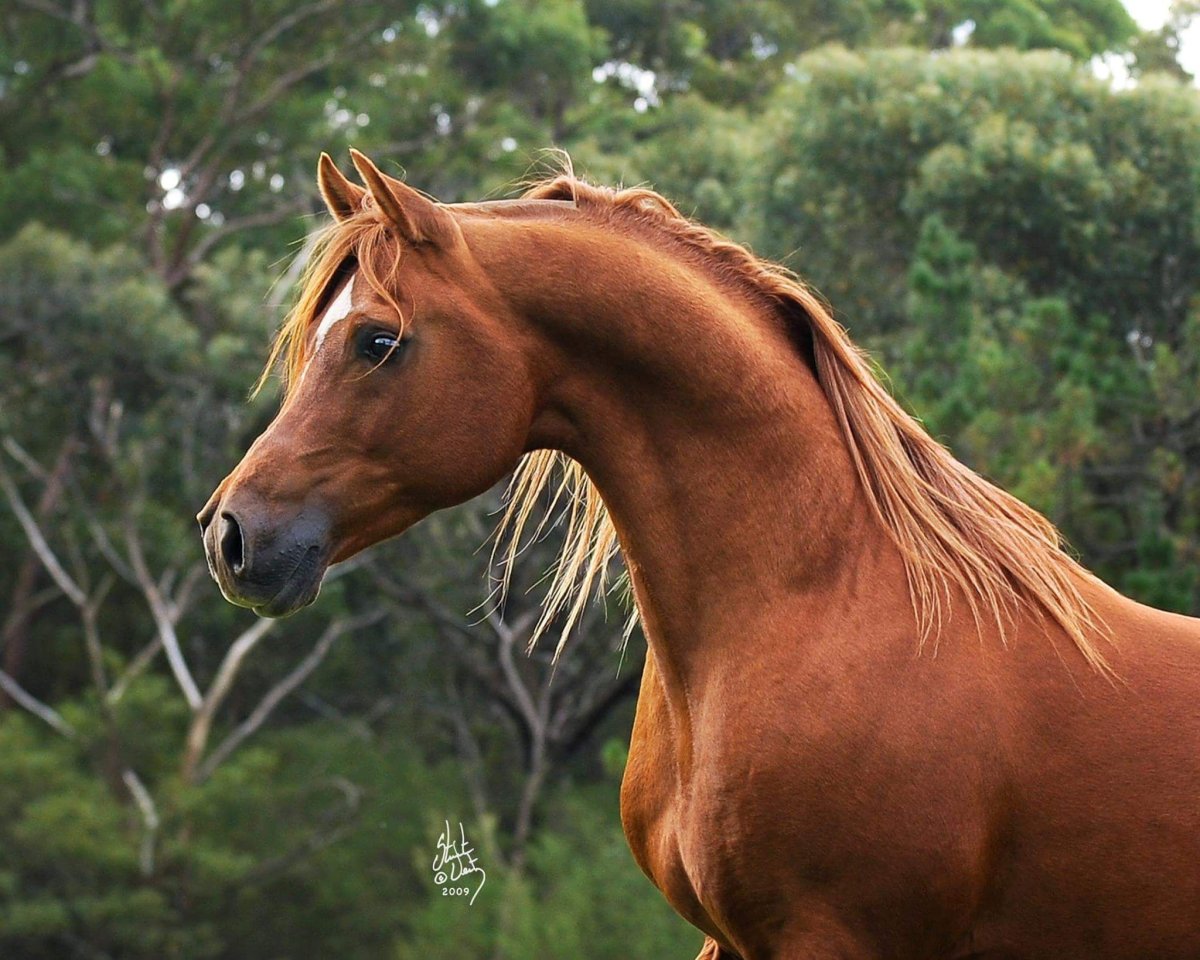 Рыжий Морган лошадь