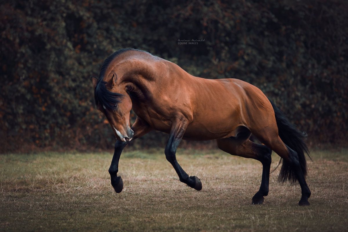 Лошади красивые позы