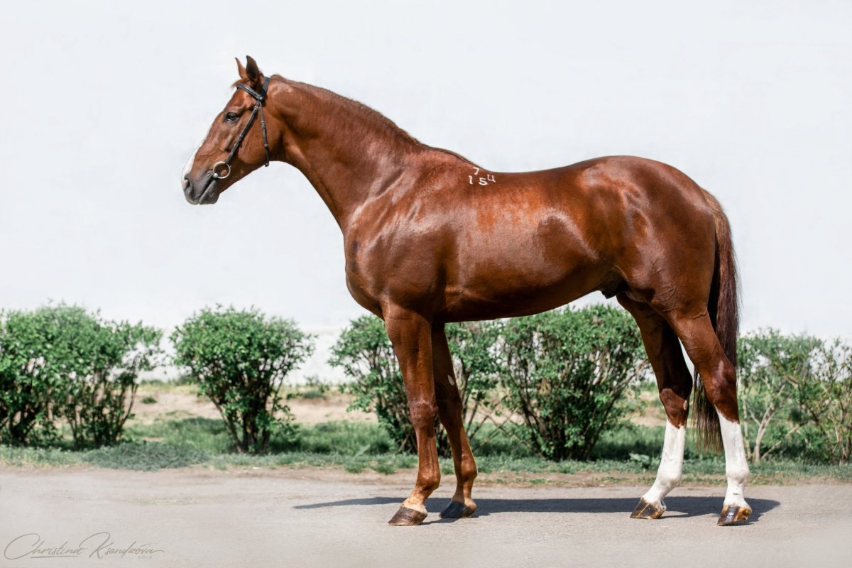 Буденновская порода лошадей