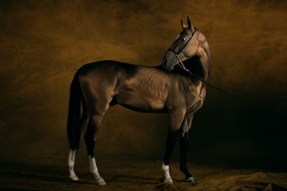 Мышастая масть ахалтекинец