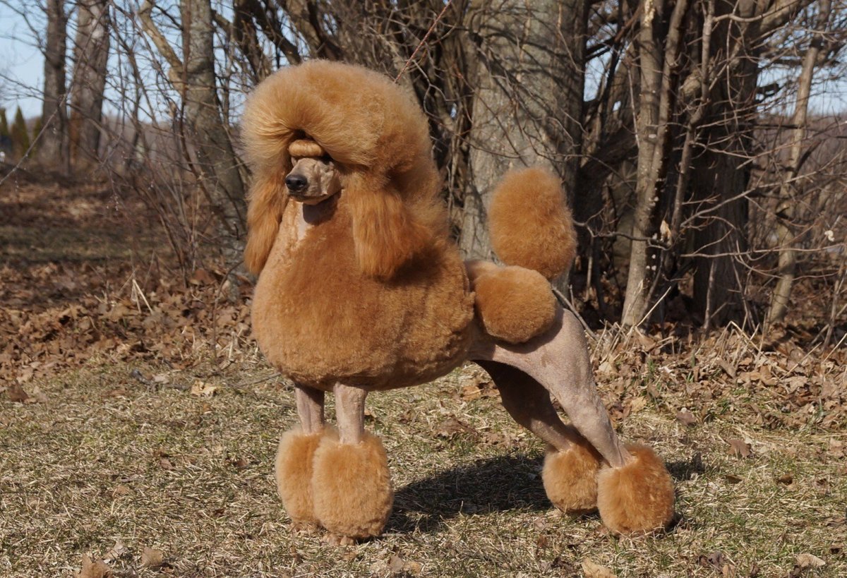 Карликовый пудель груминг