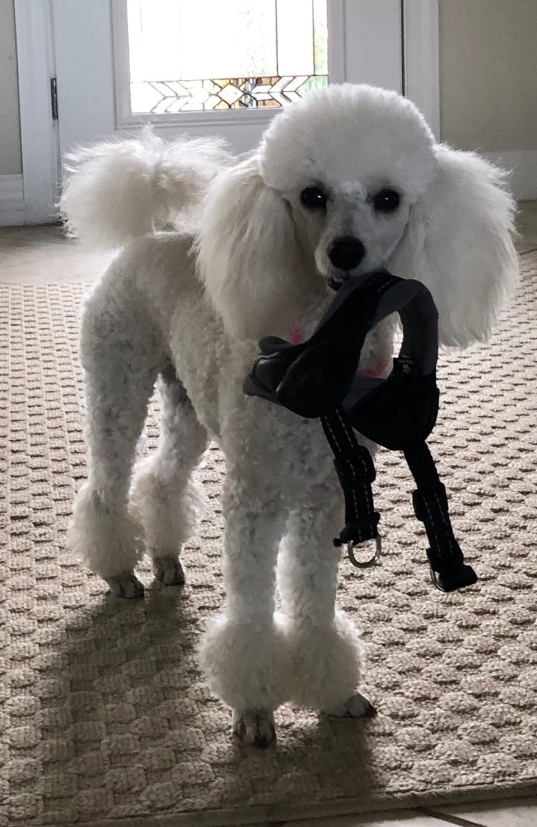 Странная стрижка пуделя