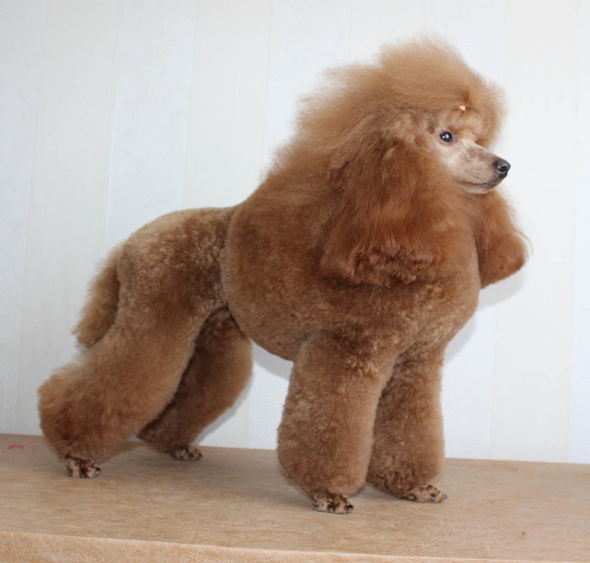 Классическая стрижка пуделя