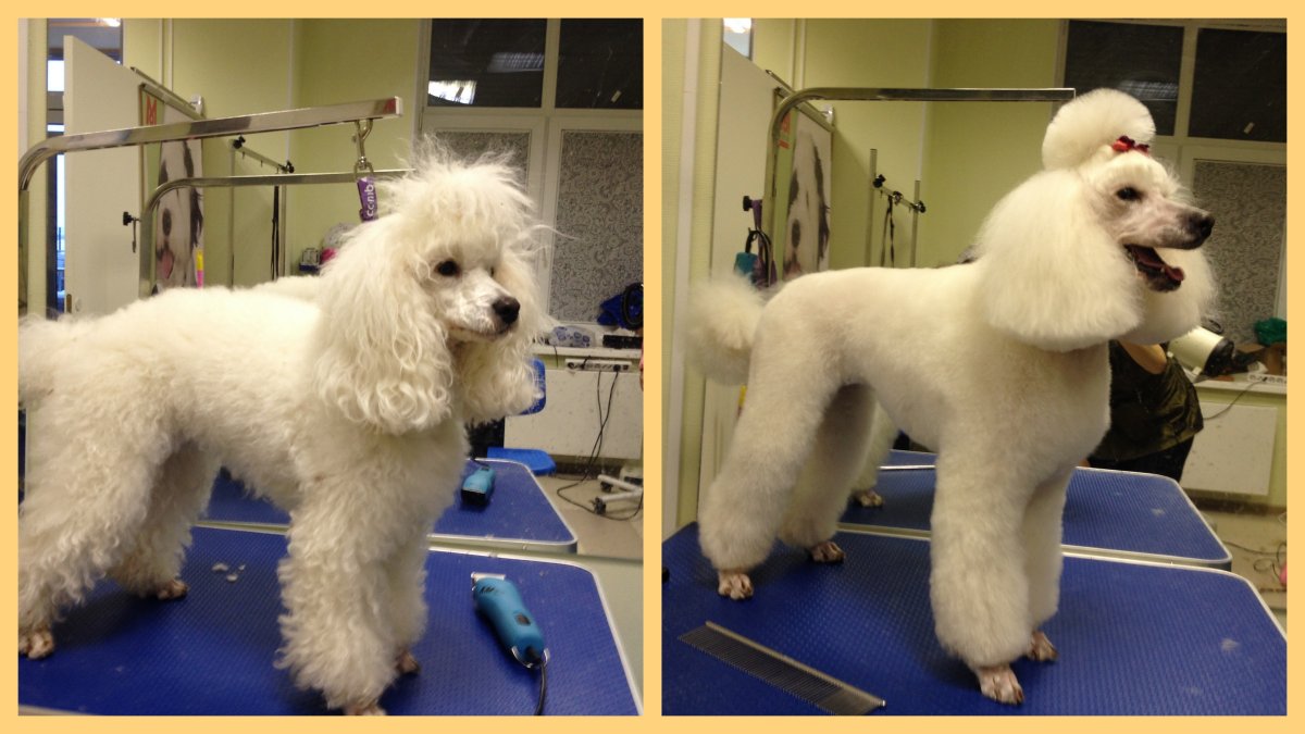 Стрижка собак пудель